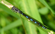 Variable Bluet (Coenagrion pulchellum)